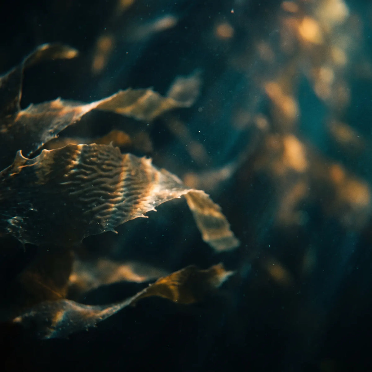 Sunlight filtering through kelp underwater