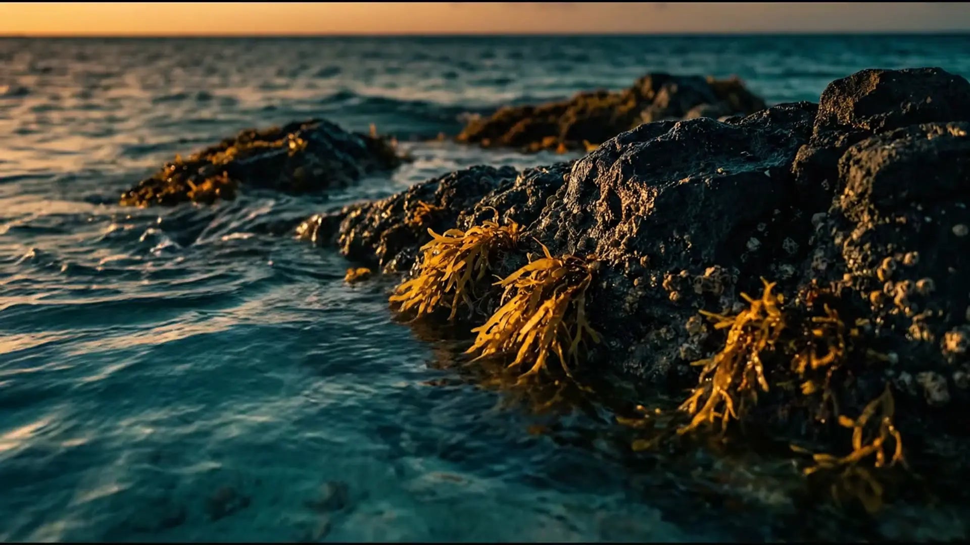 Golden sea moss on Caribbean rocks at golden hour